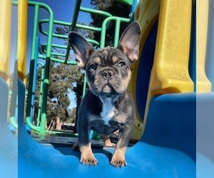 French Bulldog Puppy for sale in OJAI, CA, USA