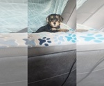 Small #3 Yorkshire Terrier