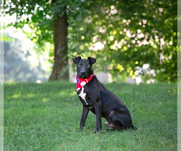 Medium Photo #4 Labrador Retriever-Unknown Mix Puppy For Sale in Unionville, PA, USA