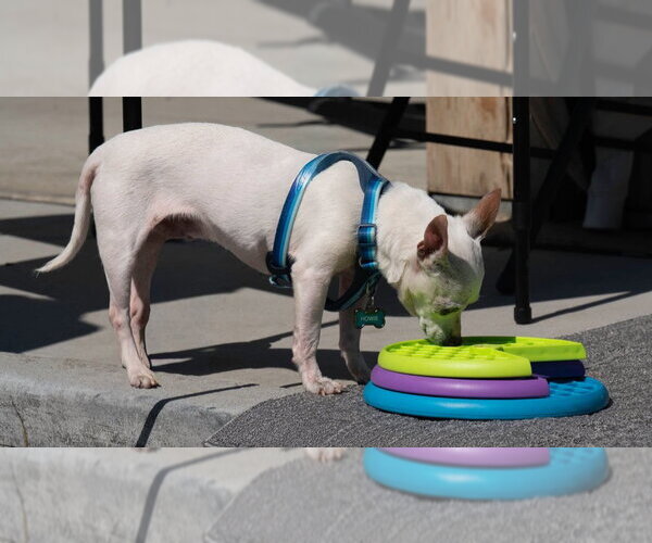 Medium Photo #2 Chihuahua Puppy For Sale in Ellijay, GA, USA