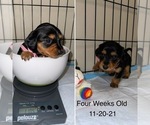 Small Photo #10 Dachshund Puppy For Sale in STONY CREEK, VA, USA
