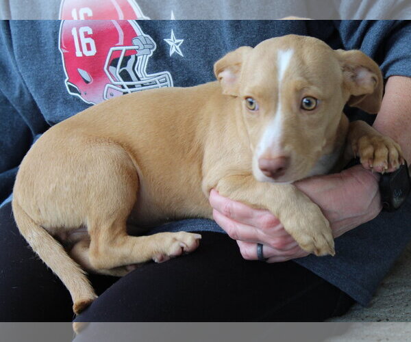 Medium Photo #1 Dachshund-Unknown Mix Puppy For Sale in Prattville, AL, USA