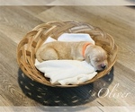 Puppy Oliver Golden Retriever