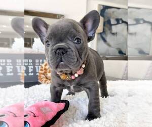 American Bulldog Puppy for sale in VIRGINIA BEACH, VA, USA