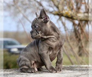 French Bulldog Puppy for sale in METUCHEN, NJ, USA