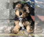 Small Photo #5 Yorkshire Terrier Puppy For Sale in MEDFORD, OR, USA