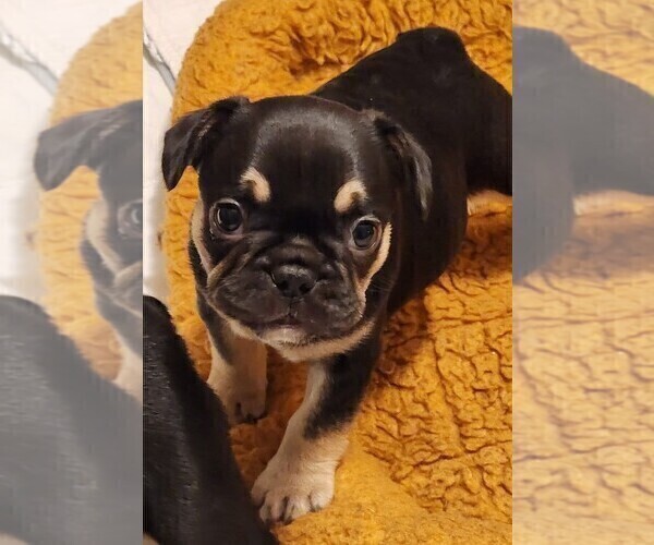 Medium Photo #4 French Bulldog Puppy For Sale in CAPE CORAL, FL, USA