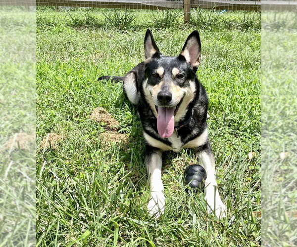 Medium Photo #2 German Shepherd Dog-Unknown Mix Puppy For Sale in Mooresville, NC, USA