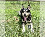 Small #1 German Shepherd Dog Mix