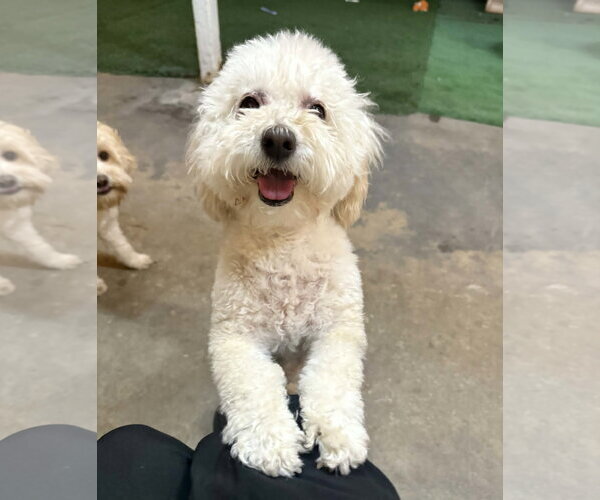 Medium Photo #4 Poochon Puppy For Sale in Phoenix, AZ, USA