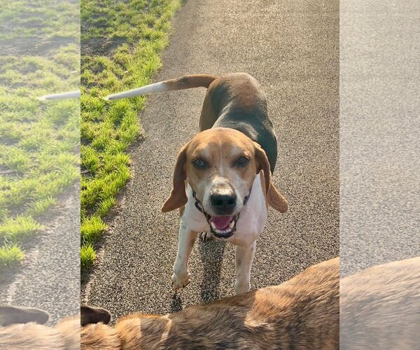 Medium Photo #4 Treeing Walker Coonhound-Unknown Mix Puppy For Sale in Sanderson, FL, USA