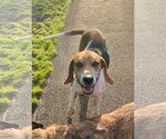 Small #3 Treeing Walker Coonhound Mix