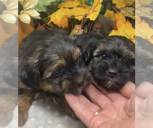 Shorkie Tzu Litter for sale in SELLERSBURG, IN, USA