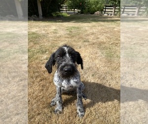 German Wirehaired Pointer Puppy for sale in PORT ORCHARD, WA, USA