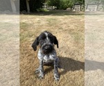 Small German Wirehaired Pointer