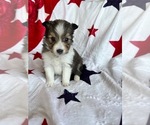 Image preview for Ad Listing. Nickname: Molly