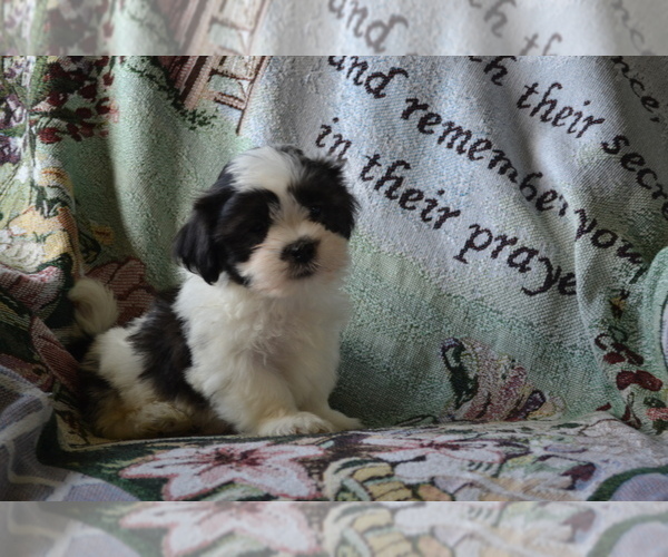 Medium Photo #8 Zuchon Puppy For Sale in GREENWOOD, WI, USA