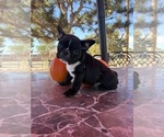 Puppy King Moonshine French Bulldog