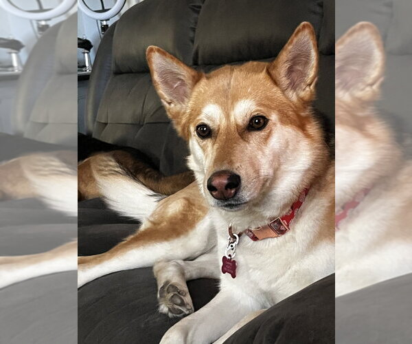 Medium Photo #5 German Shepherd Dog-Unknown Mix Puppy For Sale in Aurora, IN, USA