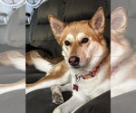 Small #4 German Shepherd Dog Mix