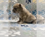 Small Photo #3 French Bulldog Puppy For Sale in COLUMBUS, GA, USA