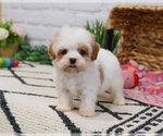 Small #7 Cavapoo (Miniature)