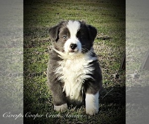 Miniature Australian Shepherd Puppy for sale in SMITHVILLE, AR, USA