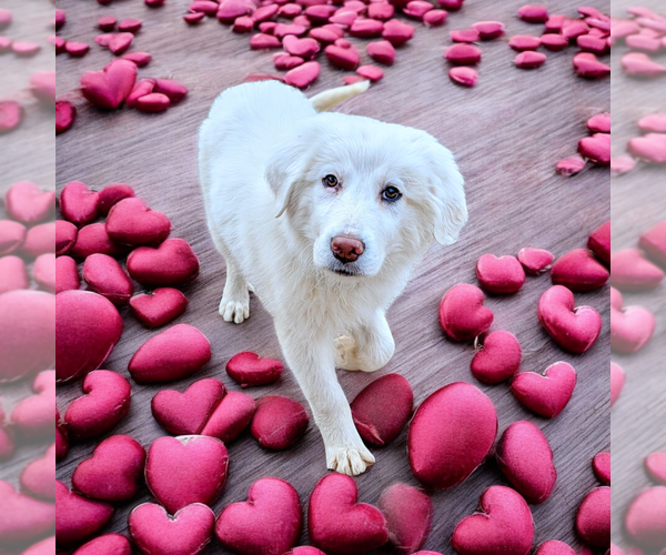 Medium Photo #3 Great Pyrenees Puppy For Sale in Vail, AZ, USA
