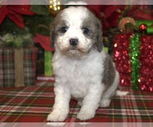 Cavapoo Puppy for sale in HUTCHINSON, KS, USA