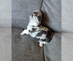 Small Photo #16 Chiweenie Puppy For Sale in CAMANO ISLAND, WA, USA