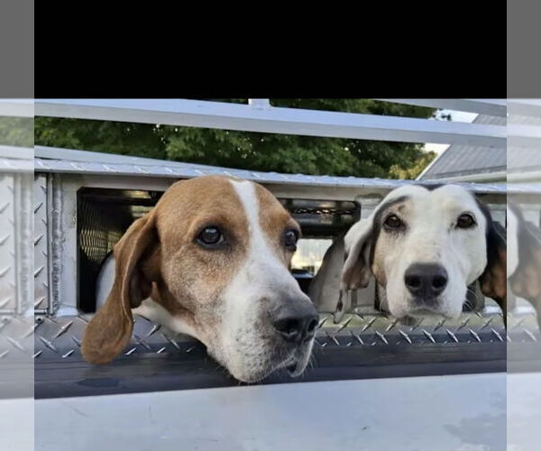 Medium Photo #3 Treeing Walker Coonhound Puppy For Sale in Westminster, MD, USA