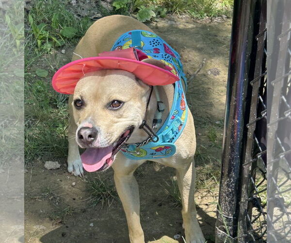 Medium Photo #10 Black Mouth Cur-Whippet Mix Puppy For Sale in Batavia, OH, USA