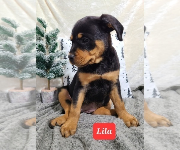 Medium Photo #13 Rottweiler Puppy For Sale in MIDDLEBURY, IN, USA