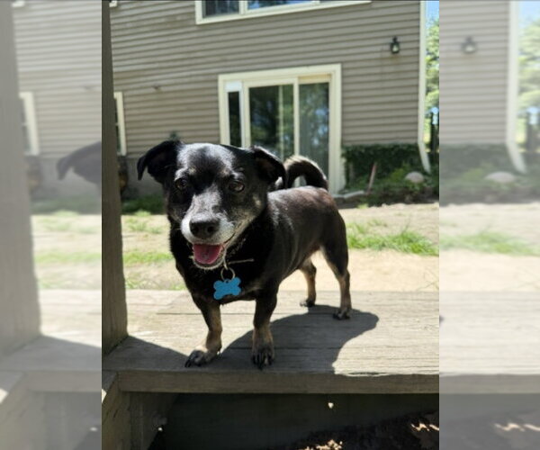 Medium Photo #1 Chiweenie Puppy For Sale in East Derry, NH, USA
