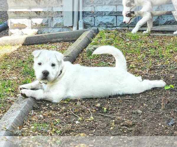 Medium Photo #10 Rus-A-Pei Puppy For Sale in Fultonham, NY, USA