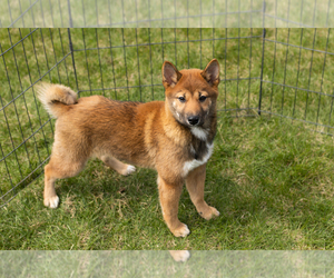 Shiba Inu Puppy for sale in MILLERSBURG, IN, USA