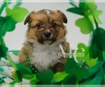 Small Photo #9 Pembroke Welsh Corgi Puppy For Sale in CRESTVIEW, FL, USA