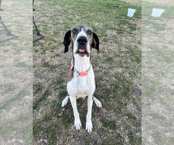 Medium Photo #3 Great Dane Puppy For Sale in Bullard, TX, USA