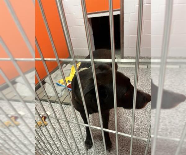 Medium Photo #1 Shepradors Puppy For Sale in Palmetto, FL, USA