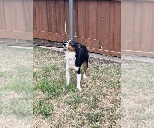 Medium Photo #4 Australian Shepherd Puppy For Sale in Dallas, TX, USA
