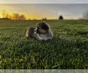 Medium Pembroke Welsh Corgi