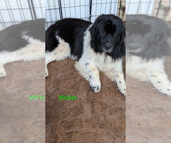 Medium Photo #6 Newfoundland Puppy For Sale in LAS VEGAS, NV, USA