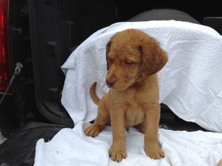 Chesapeake Bay Retriever Puppy for sale in ASTOR, FL, USA