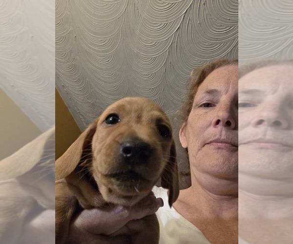 Medium Photo #1 Dachshund Puppy For Sale in NORFOLK, VA, USA