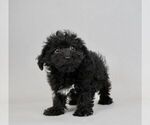 Small Photo #6 Poodle (Toy)-Yorkshire Terrier Mix Puppy For Sale in WARSAW, IN, USA