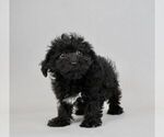 Small #5 Poodle (Toy)-Yorkshire Terrier Mix