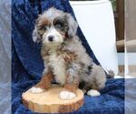 Diana - Female Bernedoodle (Miniature) Puppy for Sale - Photo #2