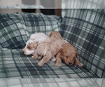 Small Photo #6 Poodle (Miniature) Puppy For Sale in FREDERICK, MD, USA