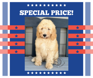 Goldendoodle Puppy for sale in MARYVILLE, MO, USA