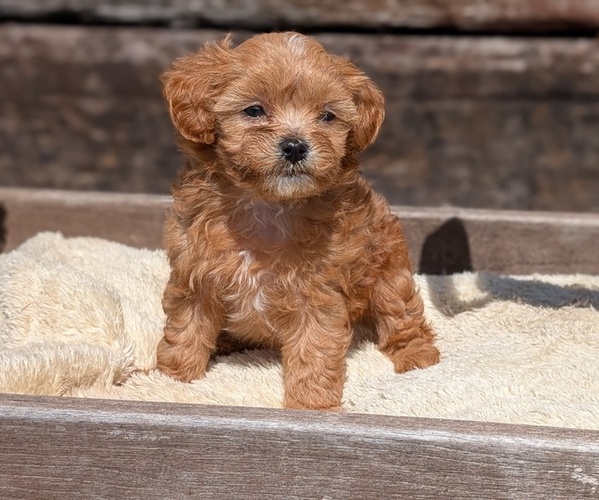Medium Photo #2 Cavapoo (Miniature) Puppy For Sale in GOSHEN, IN, USA